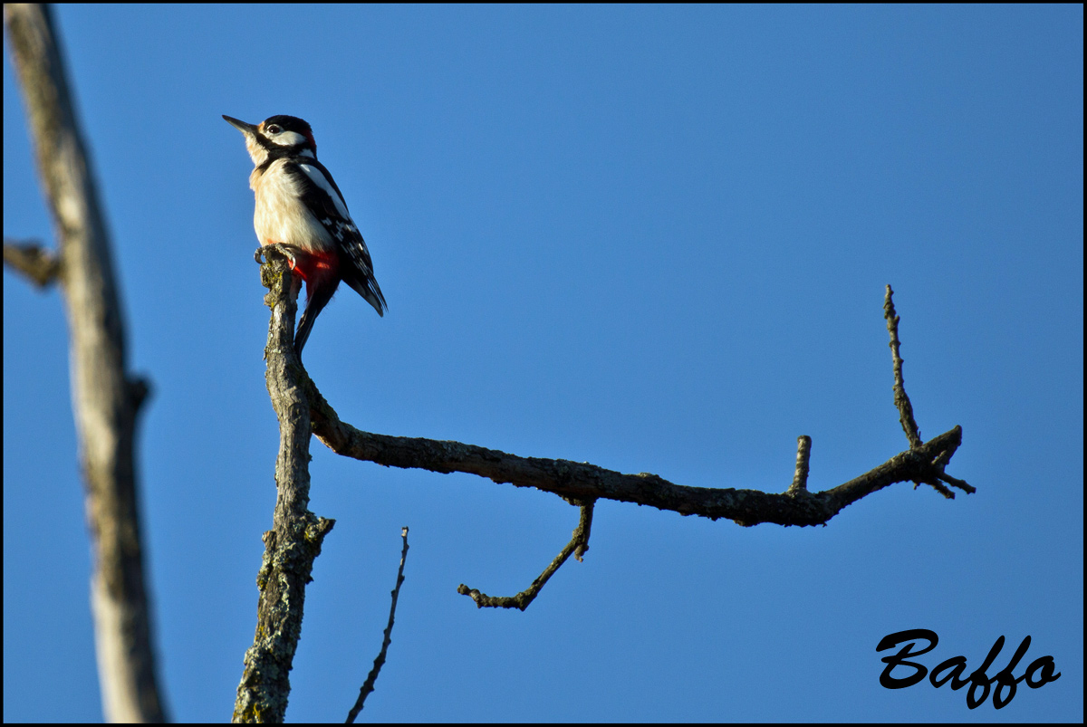 Picchio rosso maggiore